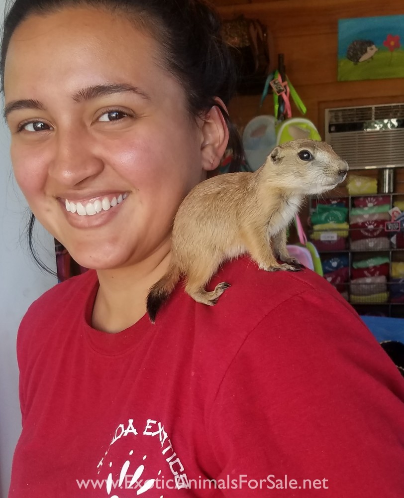Prairie Dogs For Sale